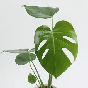 갑조네 몬스테라