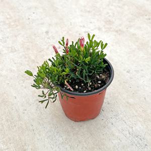 바람개비 사랑초(버시컬러) 소형 모종 인테리어 실내공기정화