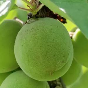 [충북농원] 슈퍼청매실 매실나무 결실주 묘목 - R2~R3/분묘