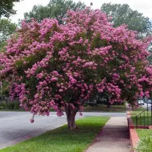 [충북농원] 목백일홍 배롱나무 묘목 - R3.5~R5/분묘