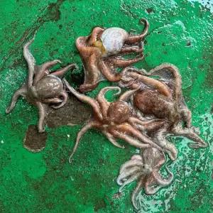 산지직송 여수 활 돌문어 1kg 1-4미내외