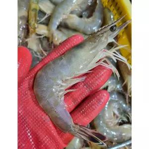 제철 자연산 대하 생물 급냉 1kg 2kg 