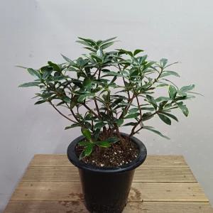 행복한꽃순이/풍성한무늬천리향/봄꽃