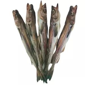 강원도 국내자연건조 언바람 묵호태 프리미엄 명품 고사용 북어 통북어 특대 48 52cm 10미 먹태 주전부리