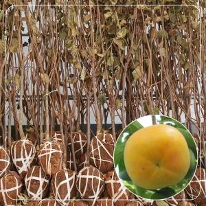 서울농원묘목/태추단감 감나무 묘목 4년생, 5년생 분묘 결실주 분다리 