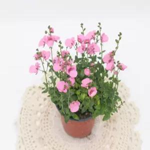 다이시아 핑크꽃 소품 야생화 노지월동 정원화단꾸미기식물