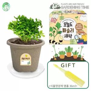 [식물영양제선물]오늘도 새싹 - 지피포트 파슬리 키우기 / 모종 원예체험 재배 식물키우기