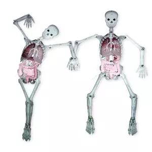 초등 우리몸속 구조 관찰 종이 인체 모형 만들기 5인용 놀이체험 학습활동 수업 키트