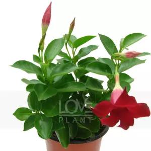 만데빌라 레드 동백자스민 덩굴식물 꽃화분 베란다 정원 꽃피는 식물