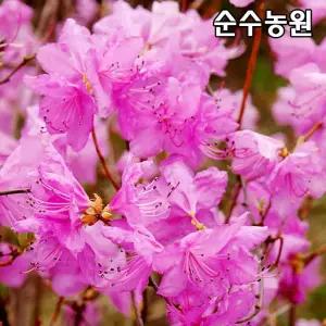 진달래나무 묘목 키100cm내외 뿌리묘 3개/꽃나무/조경수