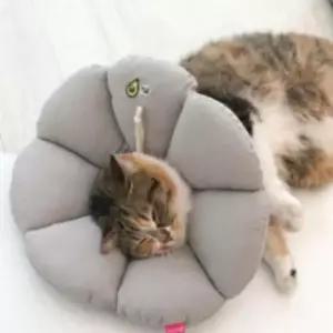 [반려] 강아지 고양이 목보호대 쿠션 애견 넥카라 베이지 XL