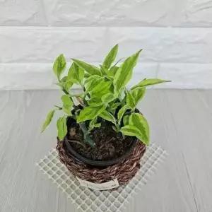 [반려] 천국의계단 소 실내화초 라탄바구니 화웨농장직송