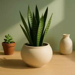 [RIZPICK]토분 샌드화이트 볼 대형 18x15cm 식물 화분