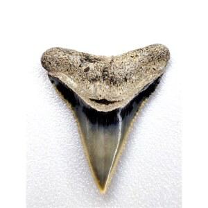 이색 수집품 상어 이빨 인간 고생대 청금석 이빨화석 공룡 천연화석 암석 교구 자연