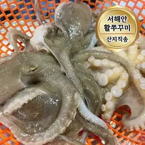 서해안 자연산 활 쭈꾸미 1kg (7-13미) 빙장포장