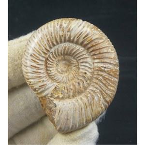 암모나이트 화석 교구 5 박물 원석 수집품 현관 학교 3cm 6cm/개 수석 전시용