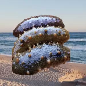 자연산 산지 생물 해삼 500g 제철 해산물 활해삼