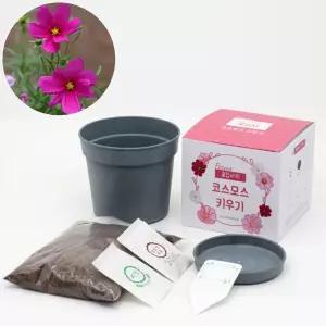 우드팟 코스모스 씨앗 흙 완효성비료 세트홈가드닝 미니화분 거실 인테리어 실내식물 사무실