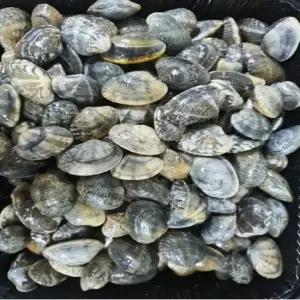 깔끔한 바지락 풍미가득 신선한 쫄깃한 1kg VDD 담백한 국물맛 감칠맛