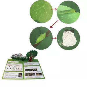 2set 여름방학 곤충 한살이 팝업북 만들기 패키지 어린이diy