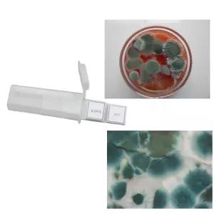 표고버섯 곰팡이 프레파라트 관찰 2종 생물 과학실험 어린이