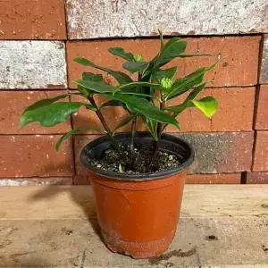 천리향 봄꽃 분홍꽃식물 향기나는식물 관엽식물 화단 정원식물 B02