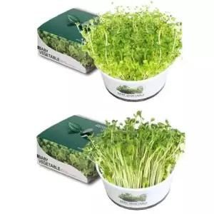 청경채 브로콜리 새싹 재배 채소 기르기 DIY 원예 용품