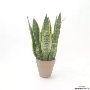 산세베리아(중) 공기청정식물 집들이선물