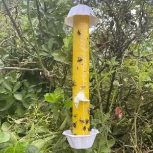 식물 초파리 트랩 날파리 퇴치 끈끈이 스틱 원예 해충 용품 벌레 과일