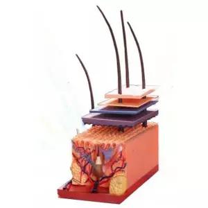 조직 모형 피부과 모발 실습용 표피층 진피층 모낭