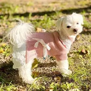 [셀러허브 생활리빙]강아지 고양이 레이스 니트 원피스 외출복 실내복 (11342934A)