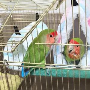 [하프클럽/셀러허브(펫)]앵무새침대 하트둥지 앵무새 포치 소 앵무새둥지