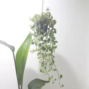 디시디아분갈이 디시디아반볼 음지식물 그늘에서잘자라는식물 소