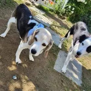 [반려] 여름용 강아지 고양이 쿨링 목토시 쿨 스카프