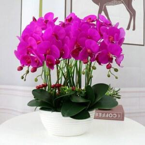 행운 호접란 서양란 조화화분 타입A 탁상용 마노레드 인조 세트 대형 사무실 RV 크기