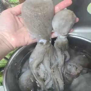 신선만알쭈꾸미 신선만 활 쭈꾸미 알배기 알 주꾸미 생물 (알배기만 500g 3-5미)