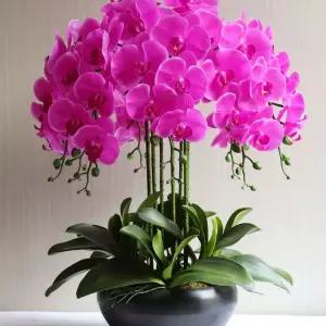 조화 화분 서양란 행운 인조 축하 취임 호접란 인테리어