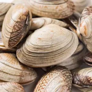 [대한민국농수산] 자연산 생물 왕바지락 1kg