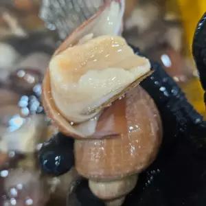 싱싱햇 나발고동 나팔소라 대나발고동 나팔 소라 1kg