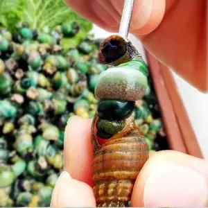 강원도 영월 동강 1급수 국산다슬기 자연산 깐다슬기 400g