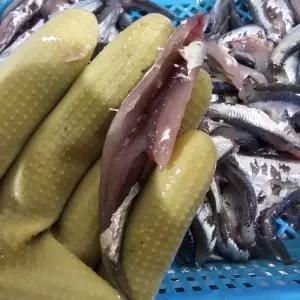 싱싱햇 손질 생물 멸치 횟감 생멸치회 500g