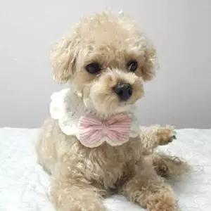 핑크왕리본애견케이프 핑크뜨개애견스카프-WD4416A