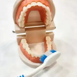 가짜이빨 치아 모형 유치원 어린이집 구강교육