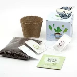 어린이 식물 키우기 홈가드닝 반려식물 초보자 DSw6+8bdR