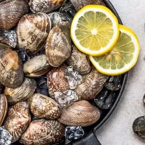 산지직송 남해안 활 바지락 1kg 2kg