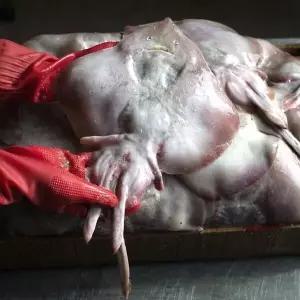 국내산 횟감 활 간재미 1kg 생물 간재미회