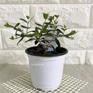 집이건조할때 그늘에서잘자라는식물 음지식물