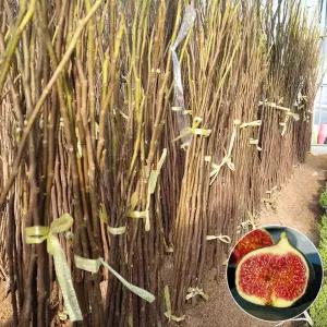 무화과나무 묘목 2년생 (결실주) 바나네 승정도후인 유실수 과실수 재배 수확 홈가드닝 정원수