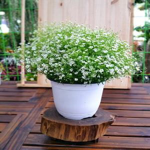 소나무길 안개꽃 화분 선물 실내장식 5008