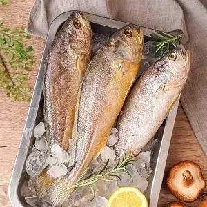 손질된 대사이즈 부세조기 5마리 (28cm내외)